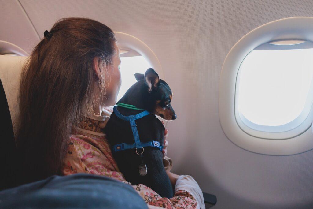 Frau hält kleinen Hund mit blauem Geschirr während eines Fluges und schaut aus dem Fenster des Flugzeugs.