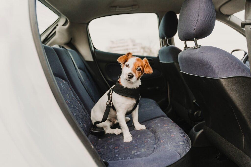 Kleiner Hund mit Sicherheitsgeschirr sitzt auf der Rückbank eines Autos und schaut neugierig in die Kamera.