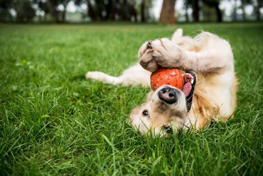 Golden Retriever liegt auf dem Rücken auf einer grünen Wiese und hält einen roten Ball spielerisch mit den Pfoten.