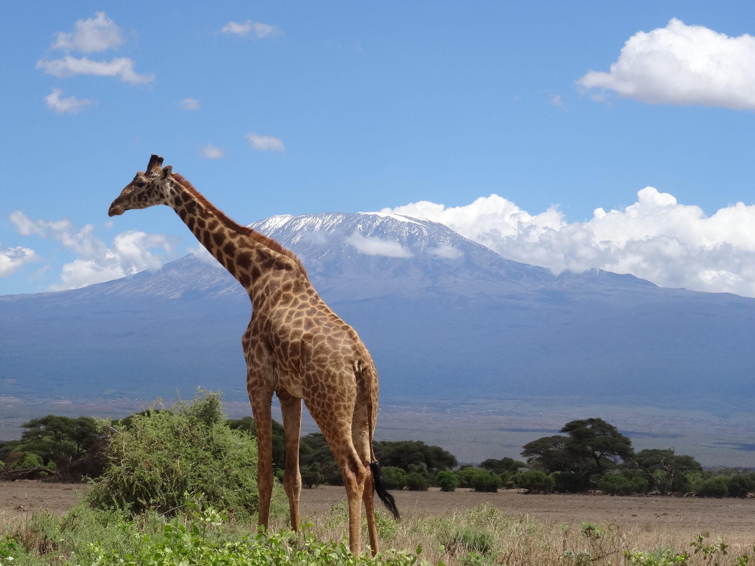 Giraffe auf einer weiten Ebene vor dem schneebedeckten Kilimandscharo – ein typisches Bild, das auf einer Tansania Safari erlebt werden kann.