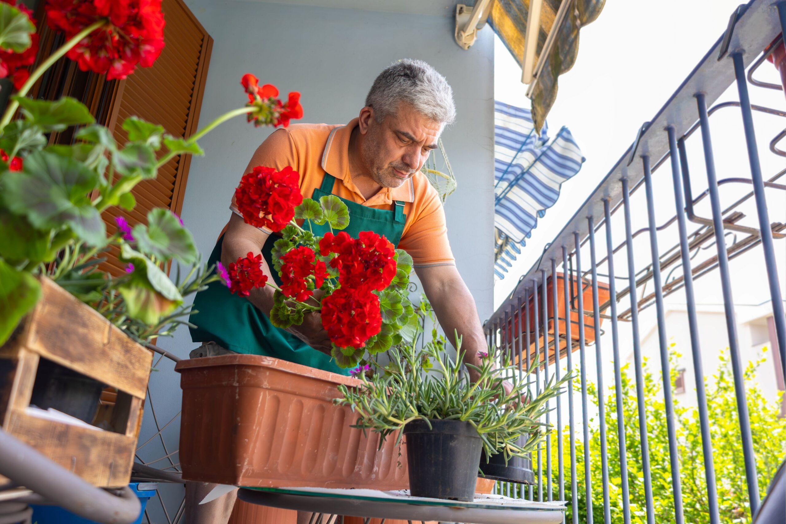 Balkonkästen mit roten Blumen werden auf einem kleinen Balkon von einem Mann gepflegt