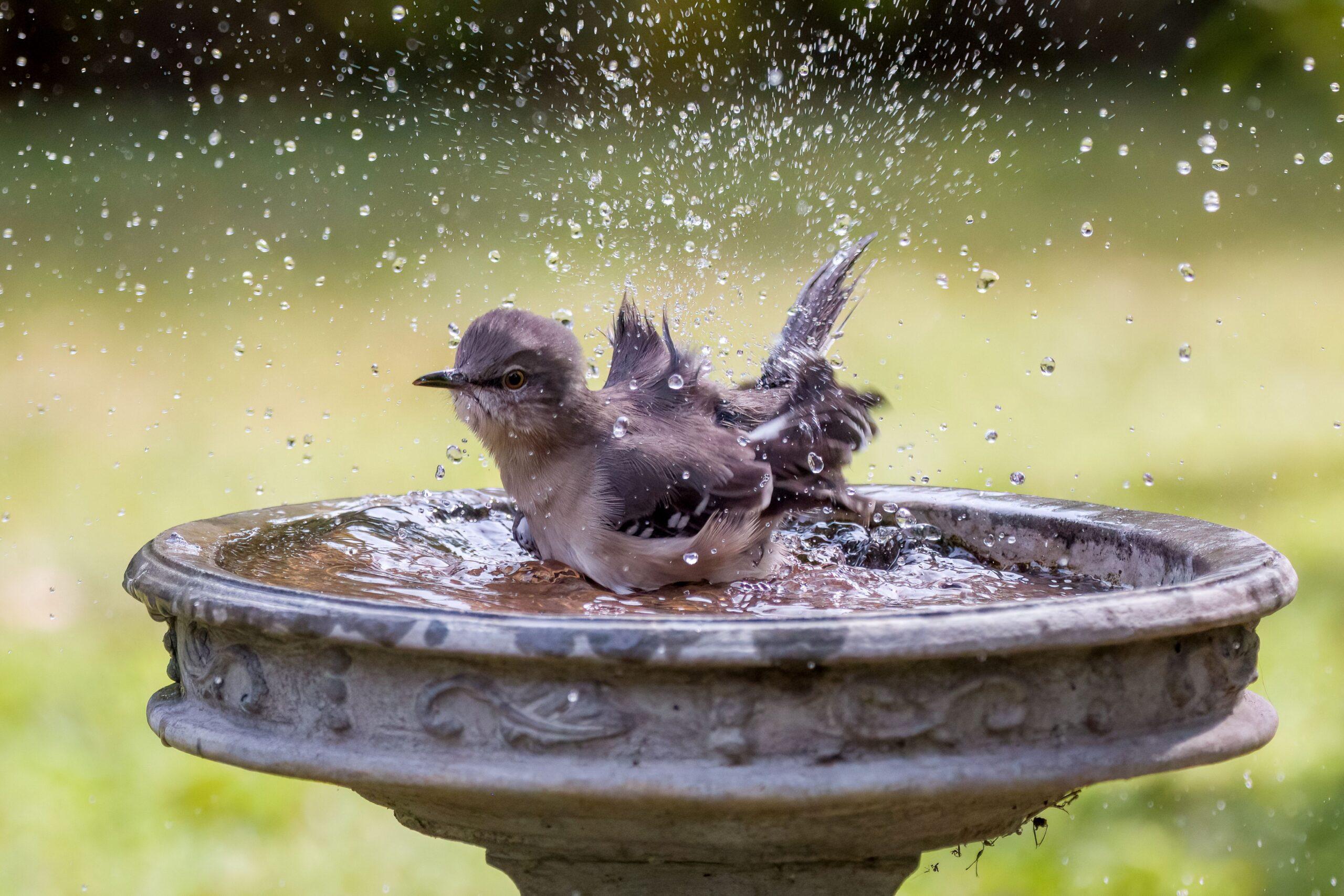 Vogel badet in Vogeltränke im Garten und spritzt Wasser in alle Richtungen